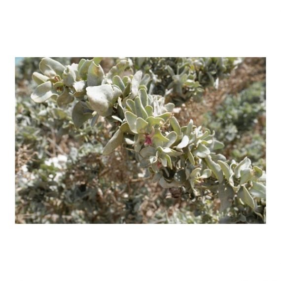Atriplex leucoclada (رغل محلى) - Image 3