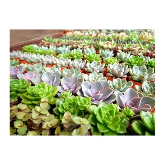 Mini succulents/ornamental cactus (صباريات صغيرة متنوعة)