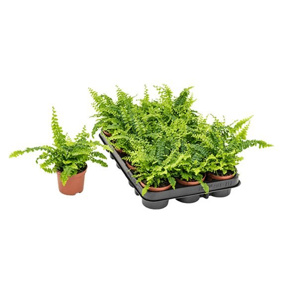 Nephrolepis exaltata (بوسطن فيرن)