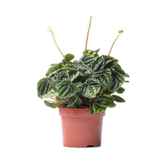 Peperomia Cape Lilian (ببروميا) - Image 2