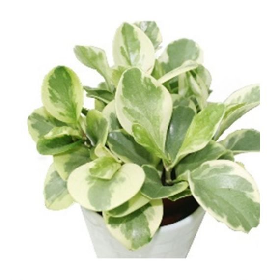 Variegated Peperomia (ببروميا مخطط) - Image 2