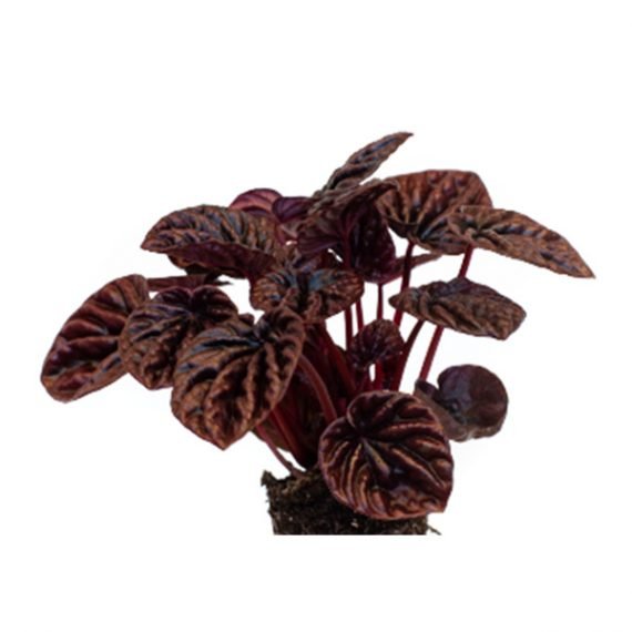 Peperomia Red Luna (ببروميا احمر) - Image 2