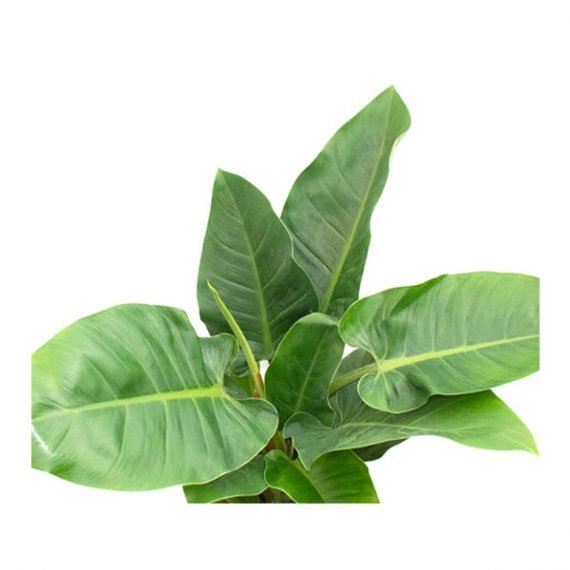 Blushing Philodendron - (Philodendron Imperial Green) - Image 2