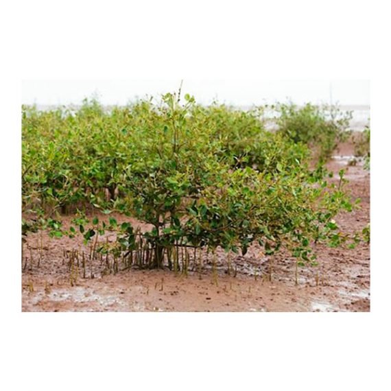 Avicennia marina (قرم) - Image 5