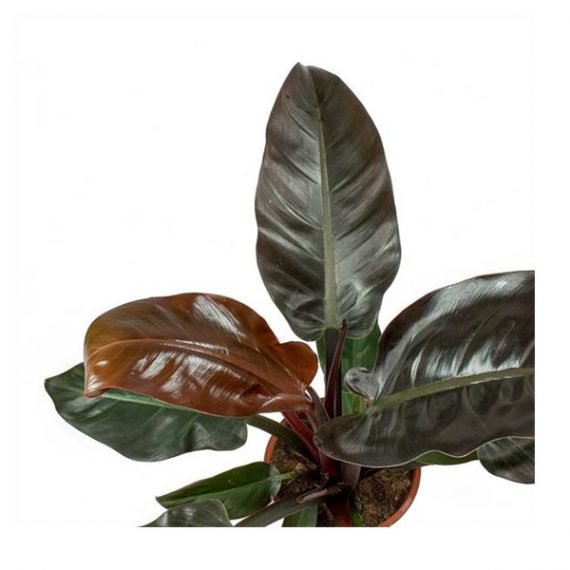 Blushing Philodendron - Philodendron Imperial Red - Image 2