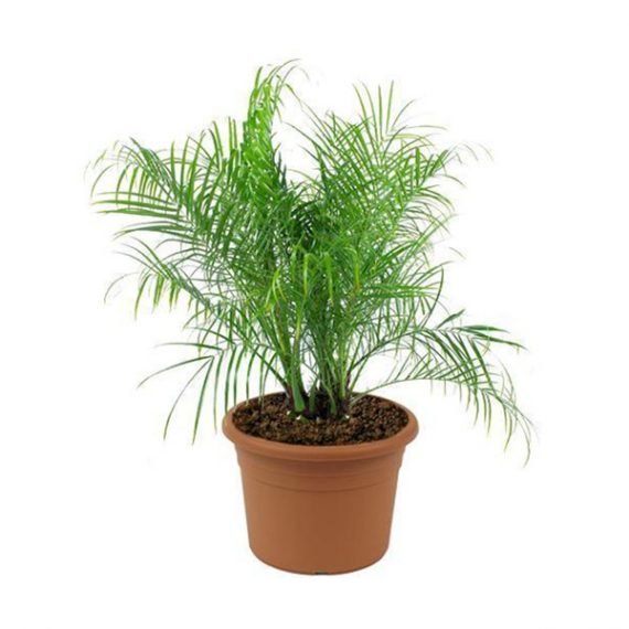 Miniature Date Palm (نخيل)