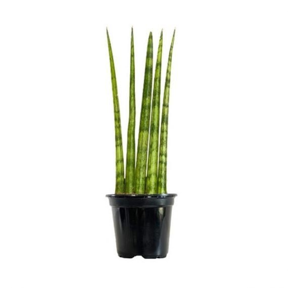Sansevieria Cylindrica (قرن الغزال)