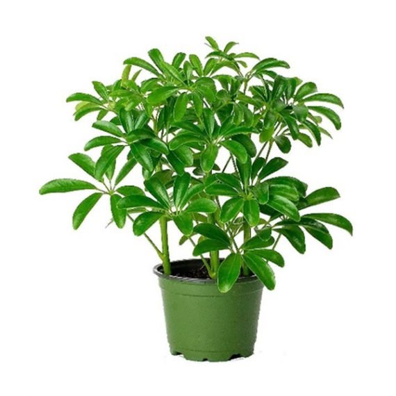Schefflera Arboricola Compacta’(الشفليرا - المظلّة القزمة)