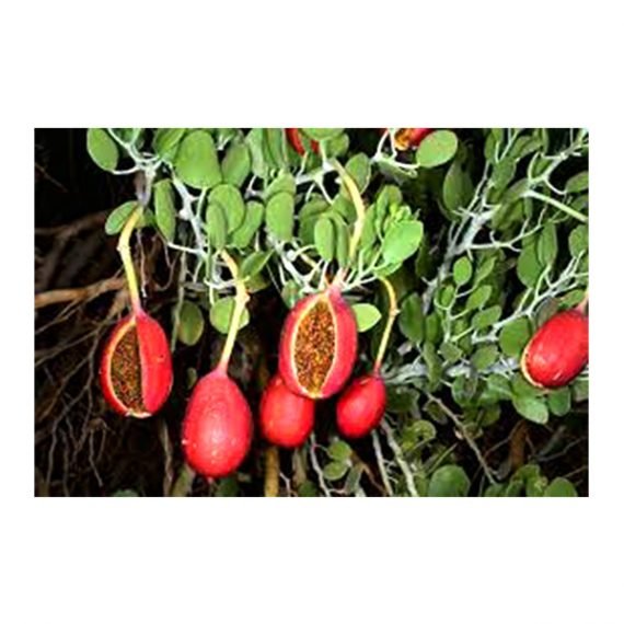 Capparis  cartillaginea (شفلح لصف) - Image 3