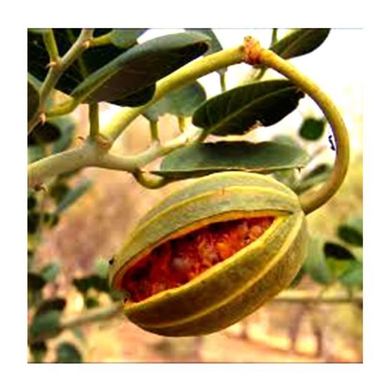 Capparis spinosa (شفلح) - Image 5