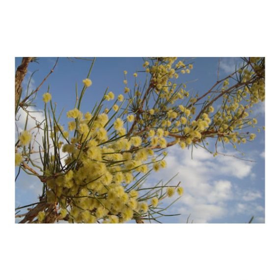 Colligonum Comosum (أرطا أحمر) - Image 7