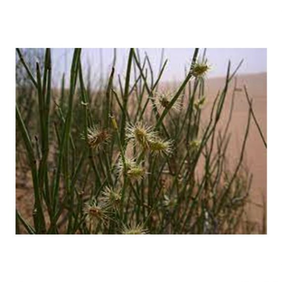 Colligonum crinitum (ارطاء) - Image 4