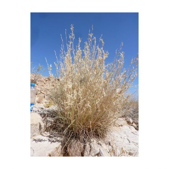 Cymbopogon commutatus (صخبر)