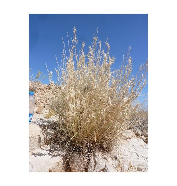Cymbopogon commutatus (صخبر)