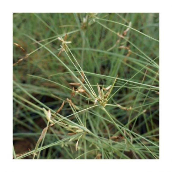 Cyperus conglomeratus (تندة – عندب) - Image 4