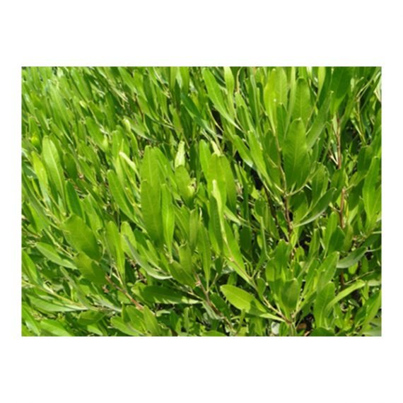 ⁦Dodonaea viscosa (شحص - شت - ديدونيا)⁩ - الصورة ⁦3⁩