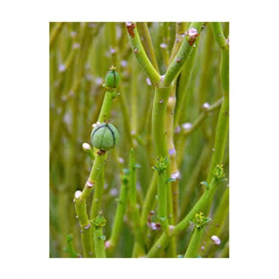Euphorbia Larica (عزبج) - Image 4