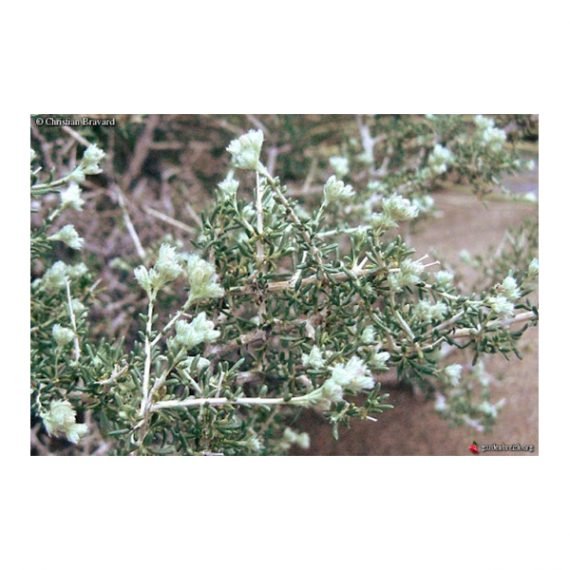 Gallonia aucheri (قرمان) - Image 2
