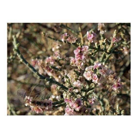 Haloxylon salicornicum (Hamada elegans)(رمت) - Image 4