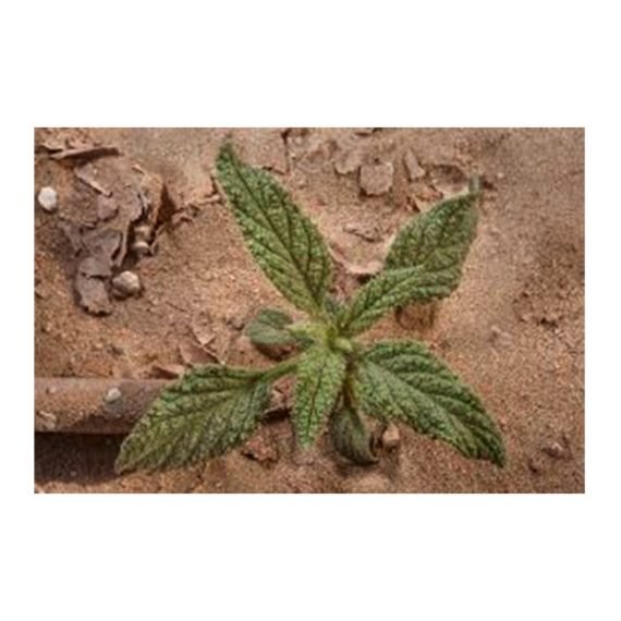 Heliotropium bacciferum (رمرام) - Image 5