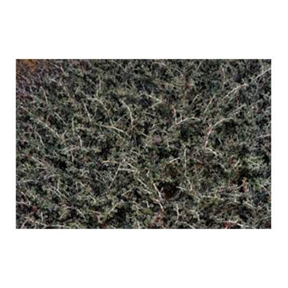 Indiogofera intricata (حميرا) - Image 3
