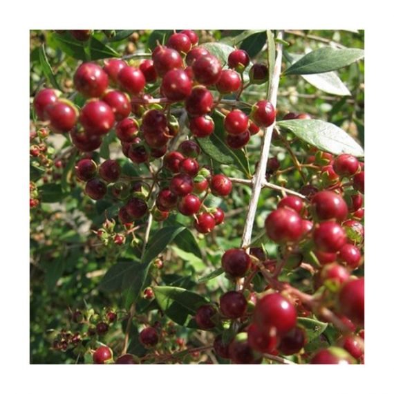 Lawsonia inermis (حِنَّا) - Image 4