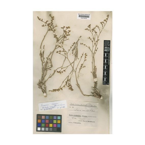 Limonium carnosum (قطف .شليلة)