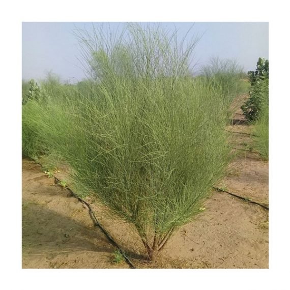 Moringa peregrina (شو ع) - Image 5