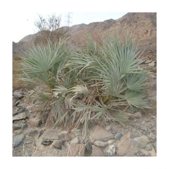 Nanorrhops rithieana (غضف) - Image 4