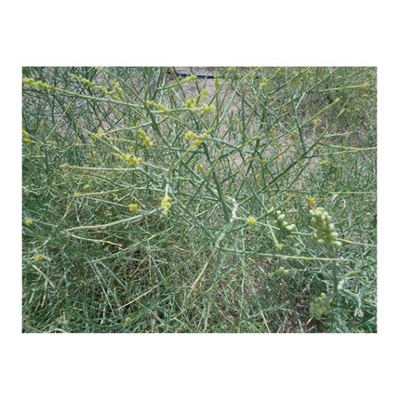 Ochradenus arabicus (علقة) - Image 7