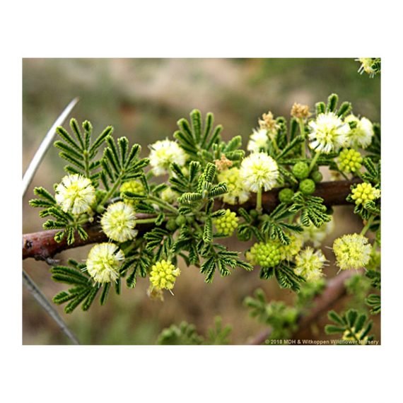 Acacia tortilis ( سمر) - Image 5