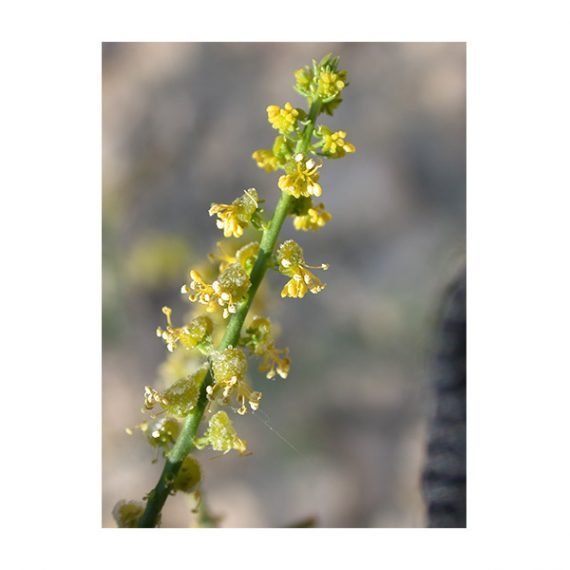 Ochradenus aucheri (قضب)