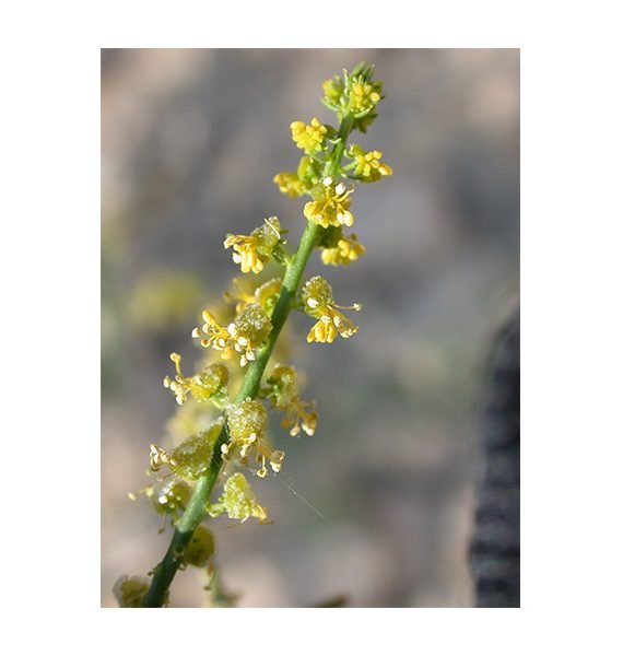 Ochradenus aucheri (قضب)