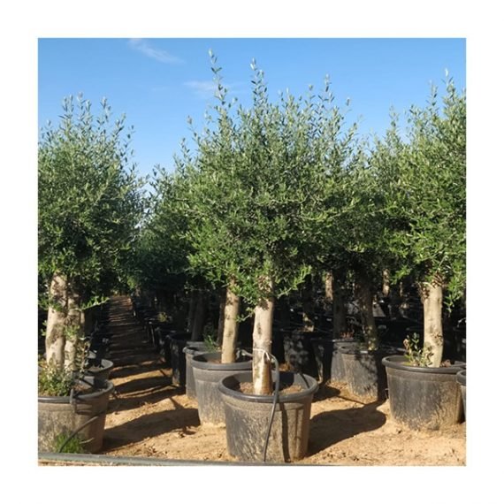 Olea europaea (زيتون يوربى)