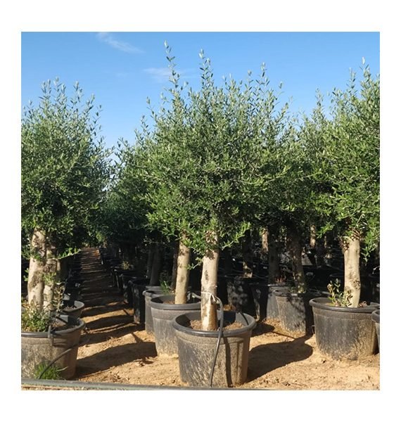 Olea europaea (زيتون يوربى)