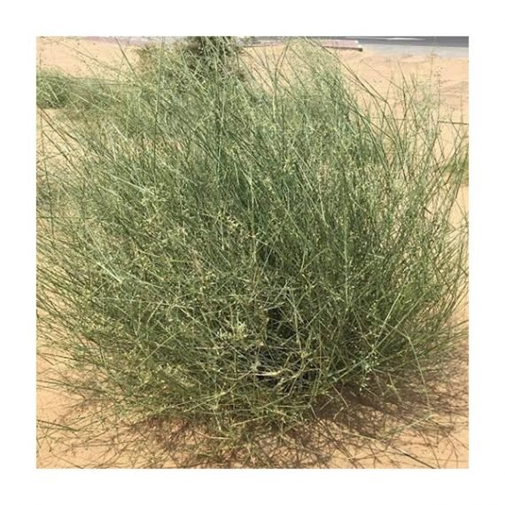Panicum turgidum (تمام) - Image 4