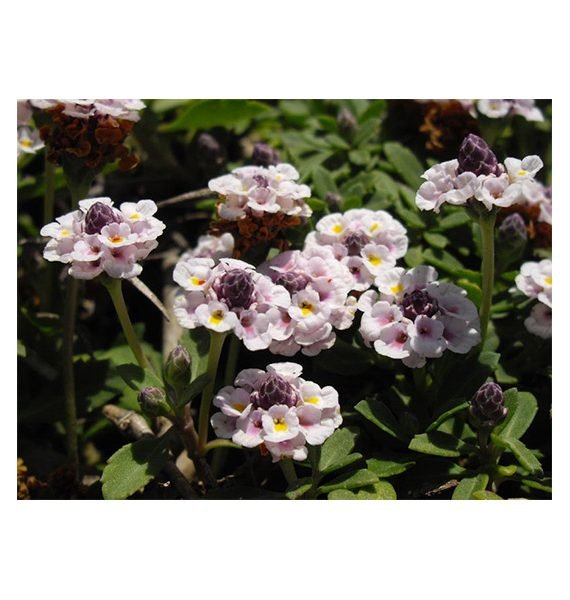Phyla nodiflora (لبيا)
