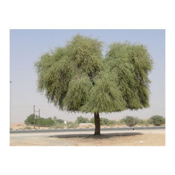 Prosopis cineraria - Native Trees (الغاف المحلّي) - Image 3