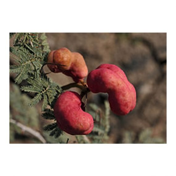 Prosopis farcta (الينبوت) - Image 4