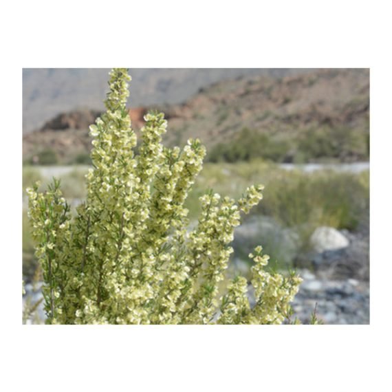 Pteropyrum scoparium (سيداف) - Image 4
