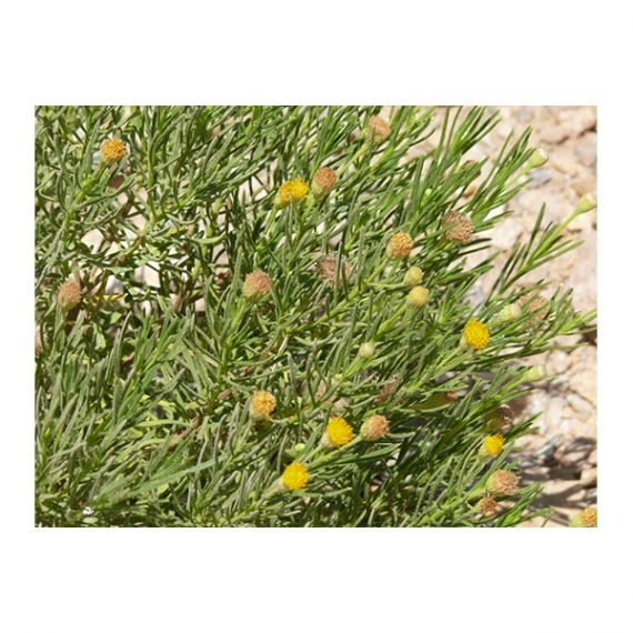 Pulicaria glutinosa (مهتدي )