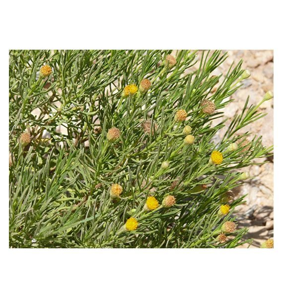 Pulicaria glutinosa (مهتدي )
