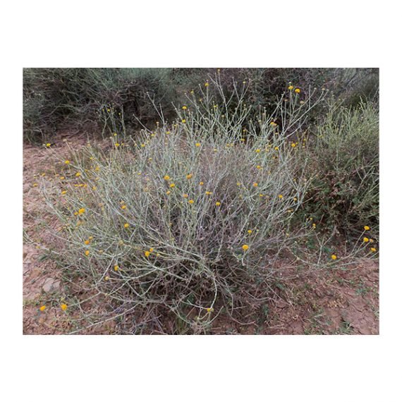 Pulicaria undulata (جثجاث) - Image 5