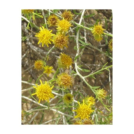 Rhanterium epapposum (عرفج) - Image 5