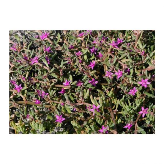Sessuvium verrucosum (الدلب) - Image 4