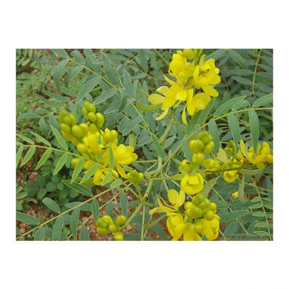 Senna Alexandrina (سنامكي) - Image 3