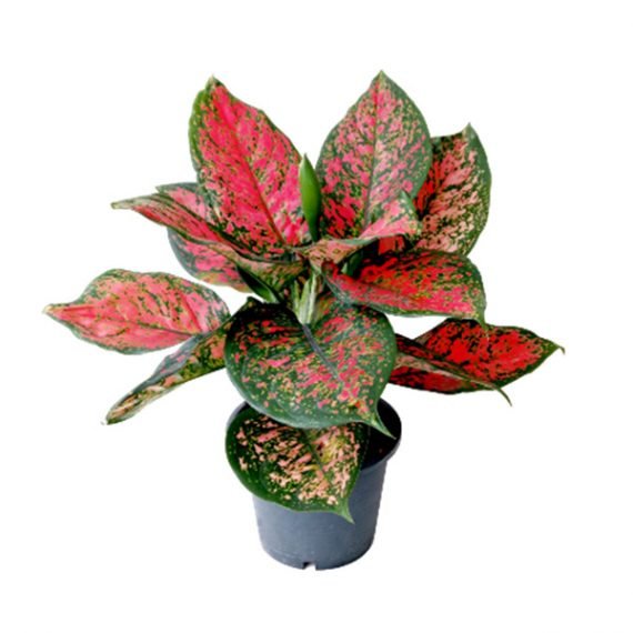 AGLAONEMA (اجلونيما)