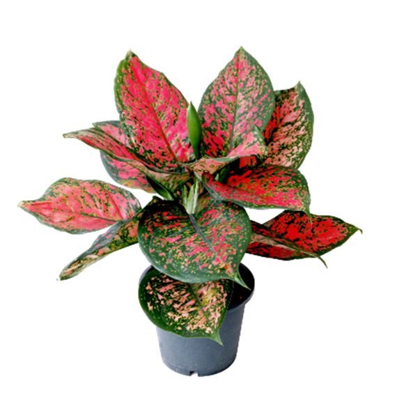 AGLAONEMA (اجلونيما)