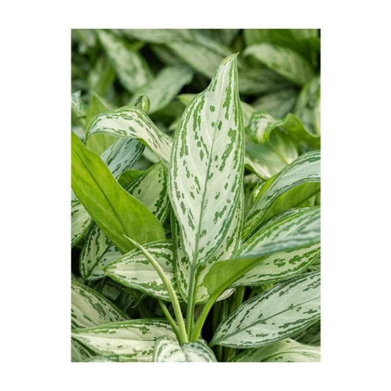 Aglaonema Silver Queen (اجلونيما) - Image 2