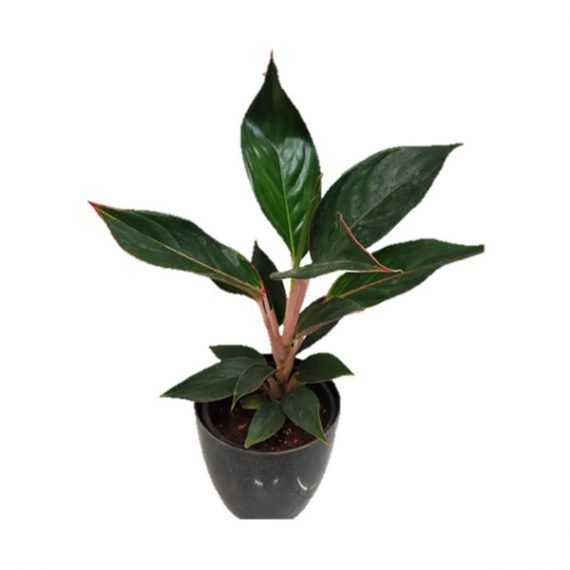 Aglaonema Black Lipstick (اجلونيما)